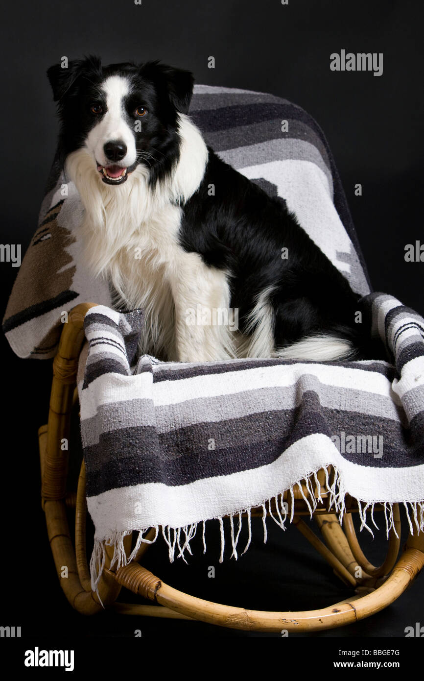 Border Collie seduto in una sedia a dondolo Foto Stock