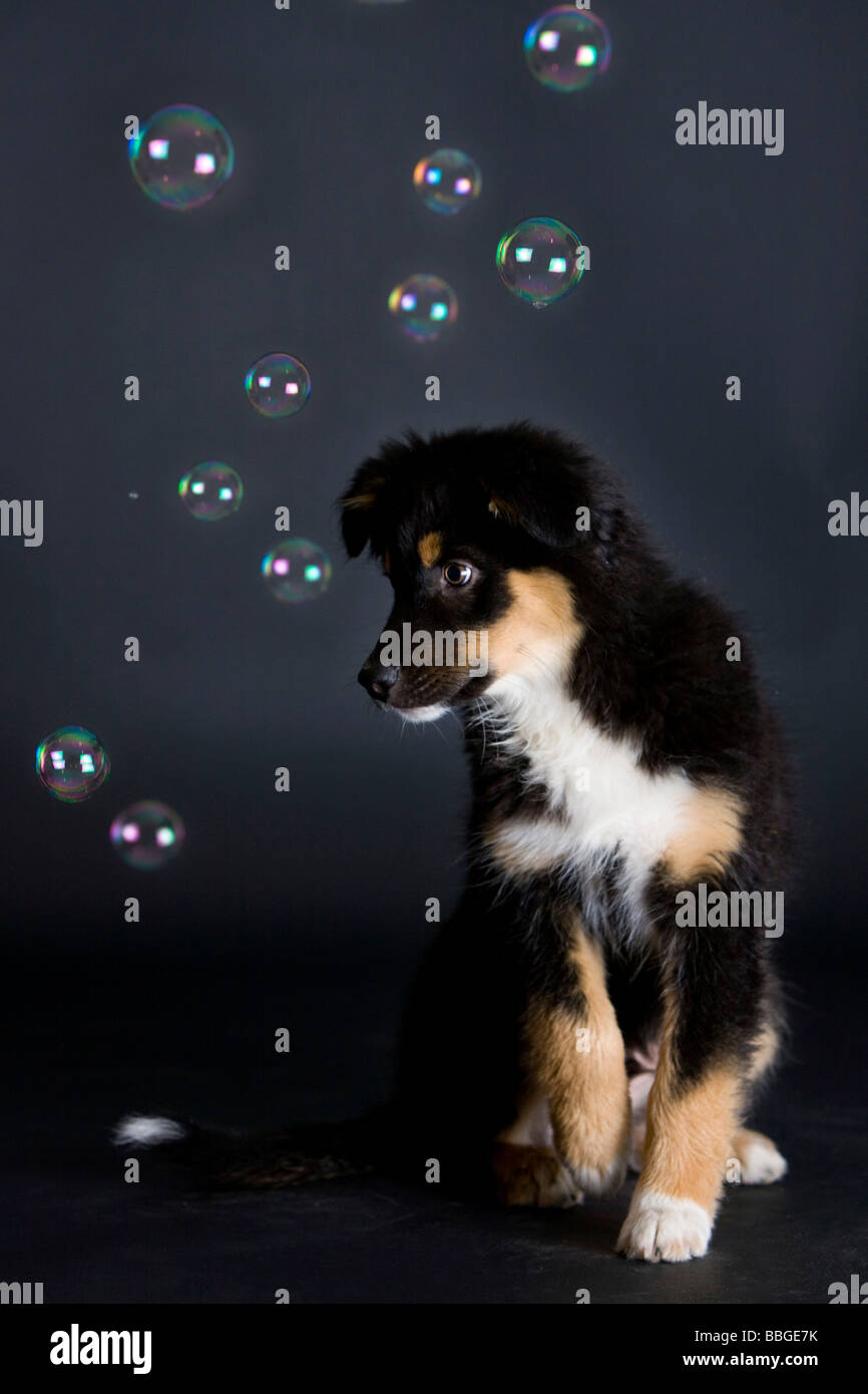 Pastore australiano cucciolo guardando le bolle di sapone Foto Stock