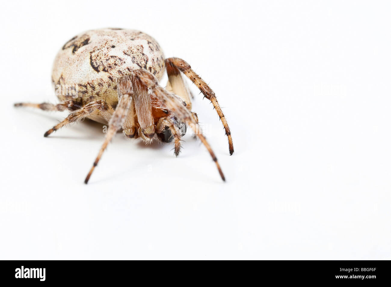 Orb-weaver spider specie (Larinioides cornutus), femmina Foto Stock