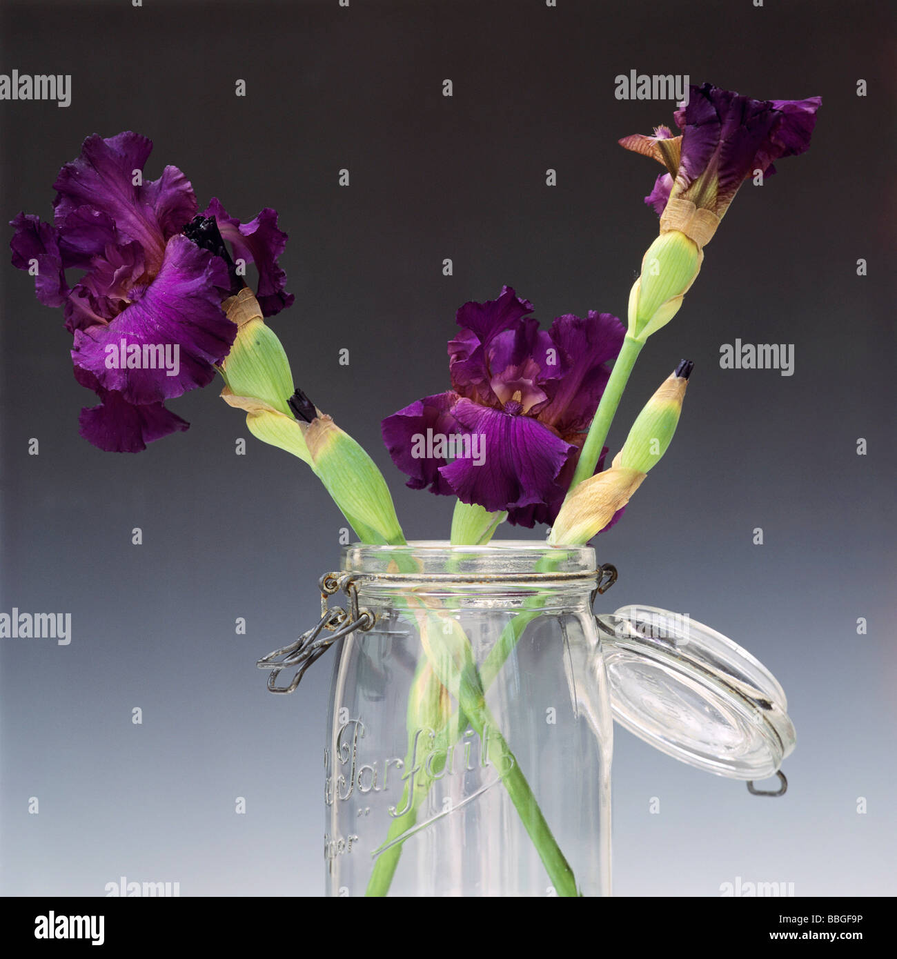 Tre iris viola in un vasetto di vetro. Foto Stock
