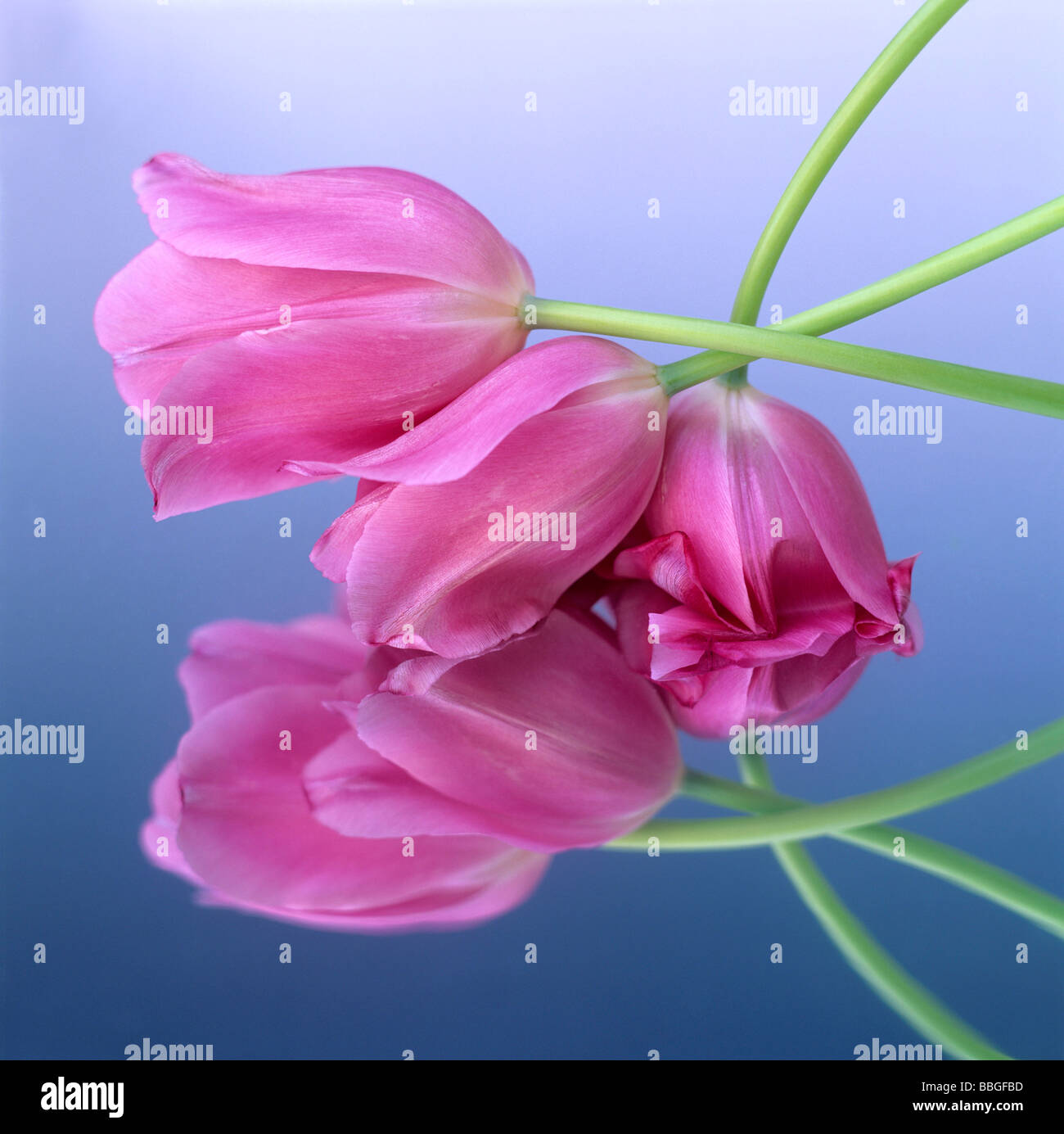 I tulipani (Tulipa) riflesso in vetro / specchio di acqua - studio shot Foto Stock