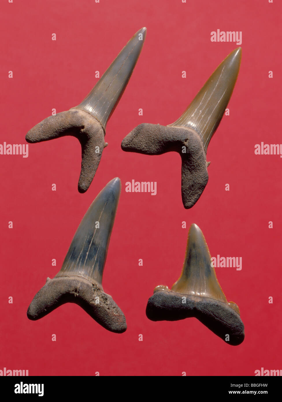 Fossili di denti di squalo (Eugomphodus macrotus), dal periodo Eocene, Bracklesham Letti, Hampshire, Inghilterra, Regno Unito. Lunghezza 42mm. Foto Stock