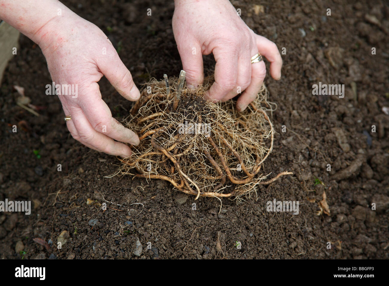 Piantare gli asparagi corone corona posto sulla parte superiore della  cresta del suolo Foto stock - Alamy