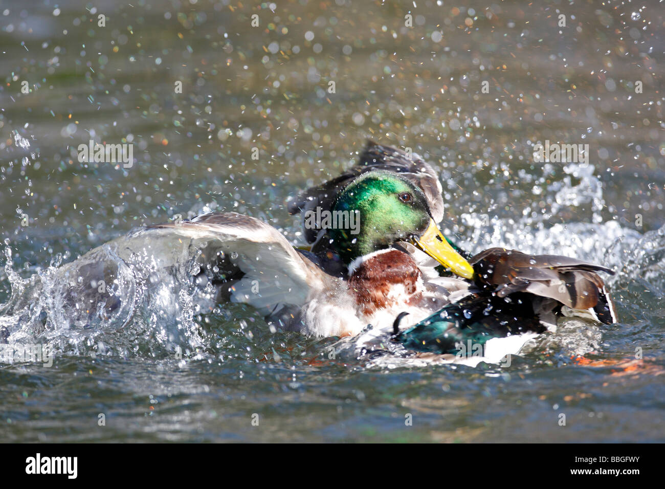 MALLARD Anas platrhynchos I draghetti COMBATTIMENTI Foto Stock