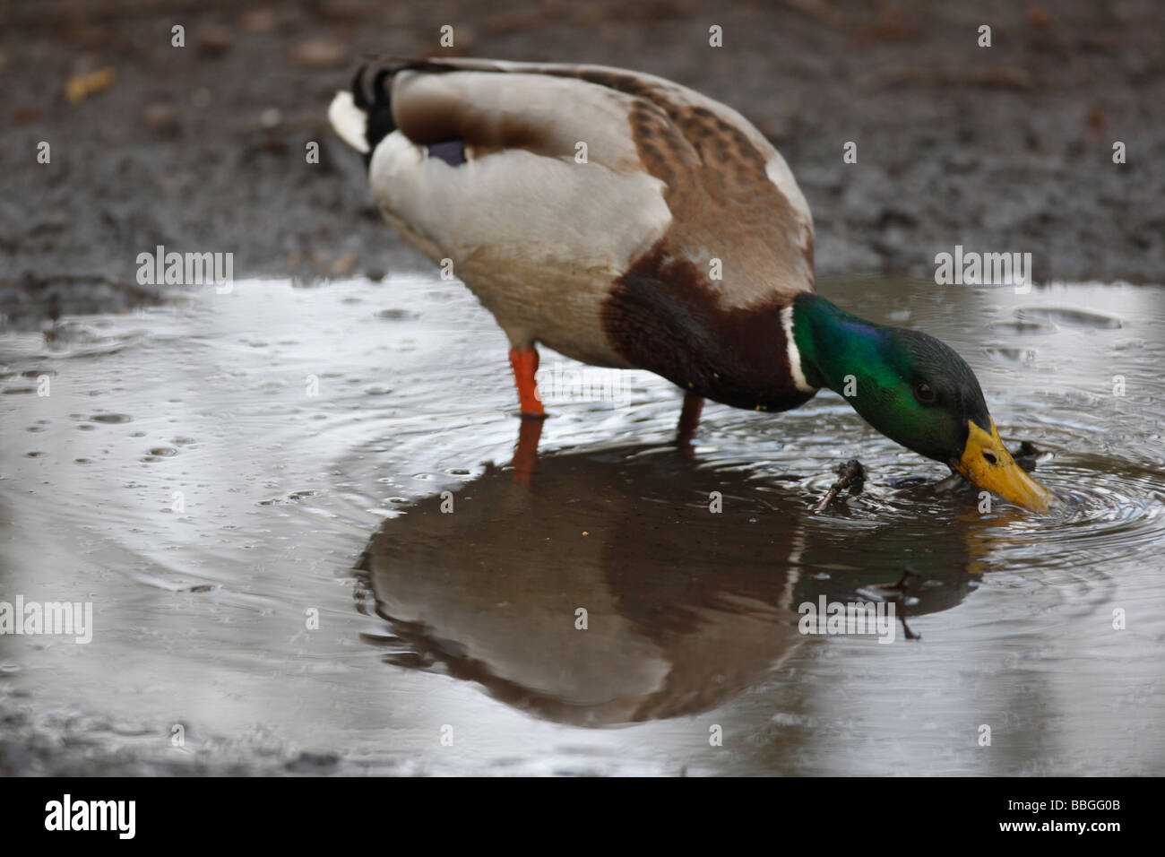 Germano Reale Anas platyrhynchos DRAKE dedicarmi nel pool di bosco Foto Stock