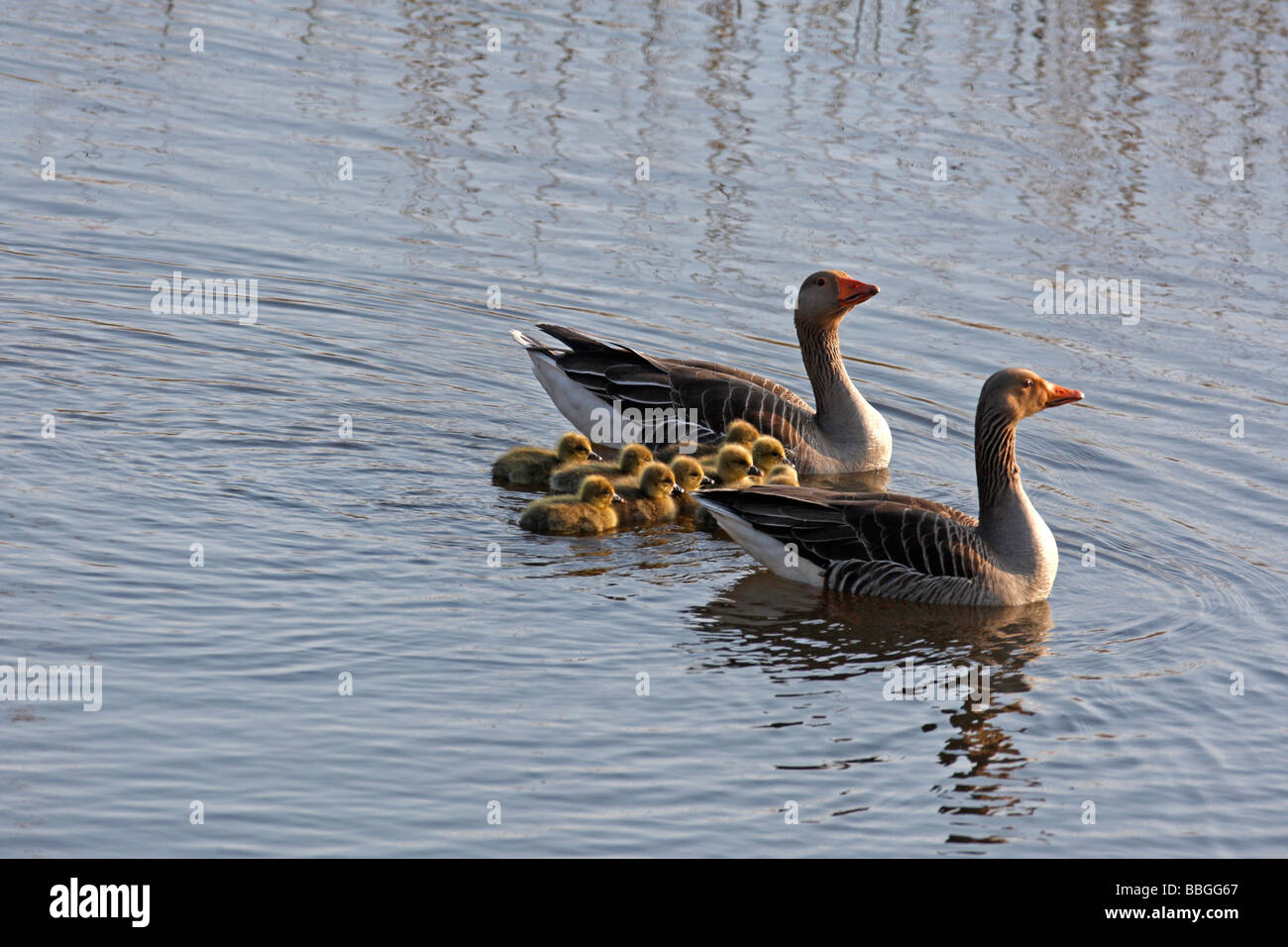 Ritardo di Grey Goose Anser anser coppia con piccole goslings sull'acqua Foto Stock