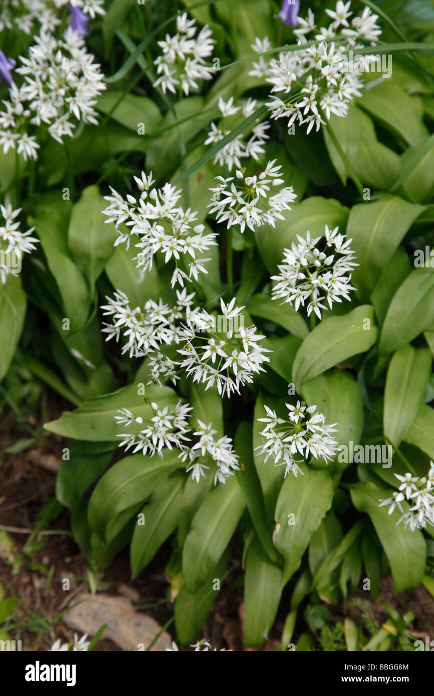 Ramsons Allium ursinum close up di fiori Foto Stock