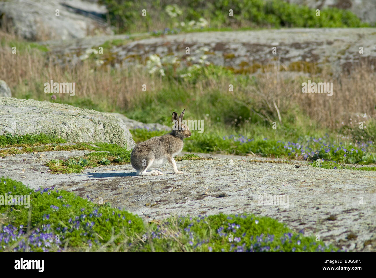 Unione lepre (Lepus europaeus), riposo Foto Stock