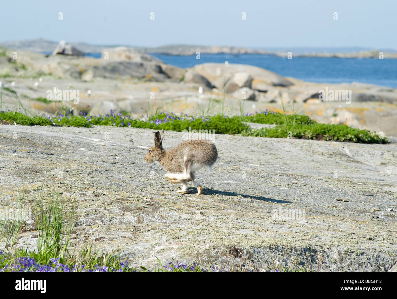 Unione Brown lepre Lepus europaeus Foto Stock