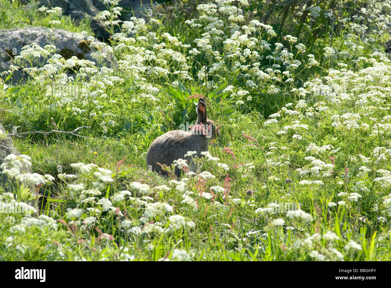 Unione Brown lepre Lepus europaeus Foto Stock