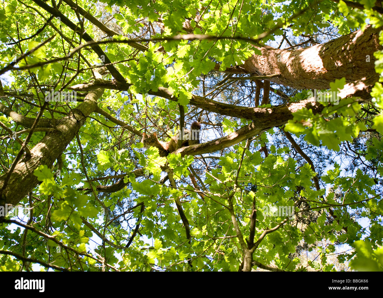 Gatto seduto in una struttura ad albero Foto Stock