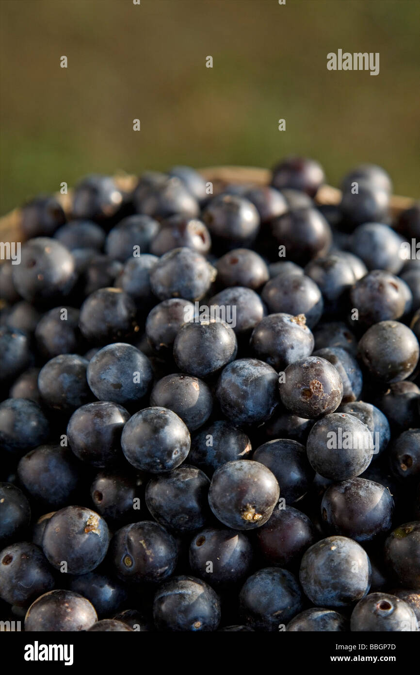 Endrinas prugnole Foto Stock