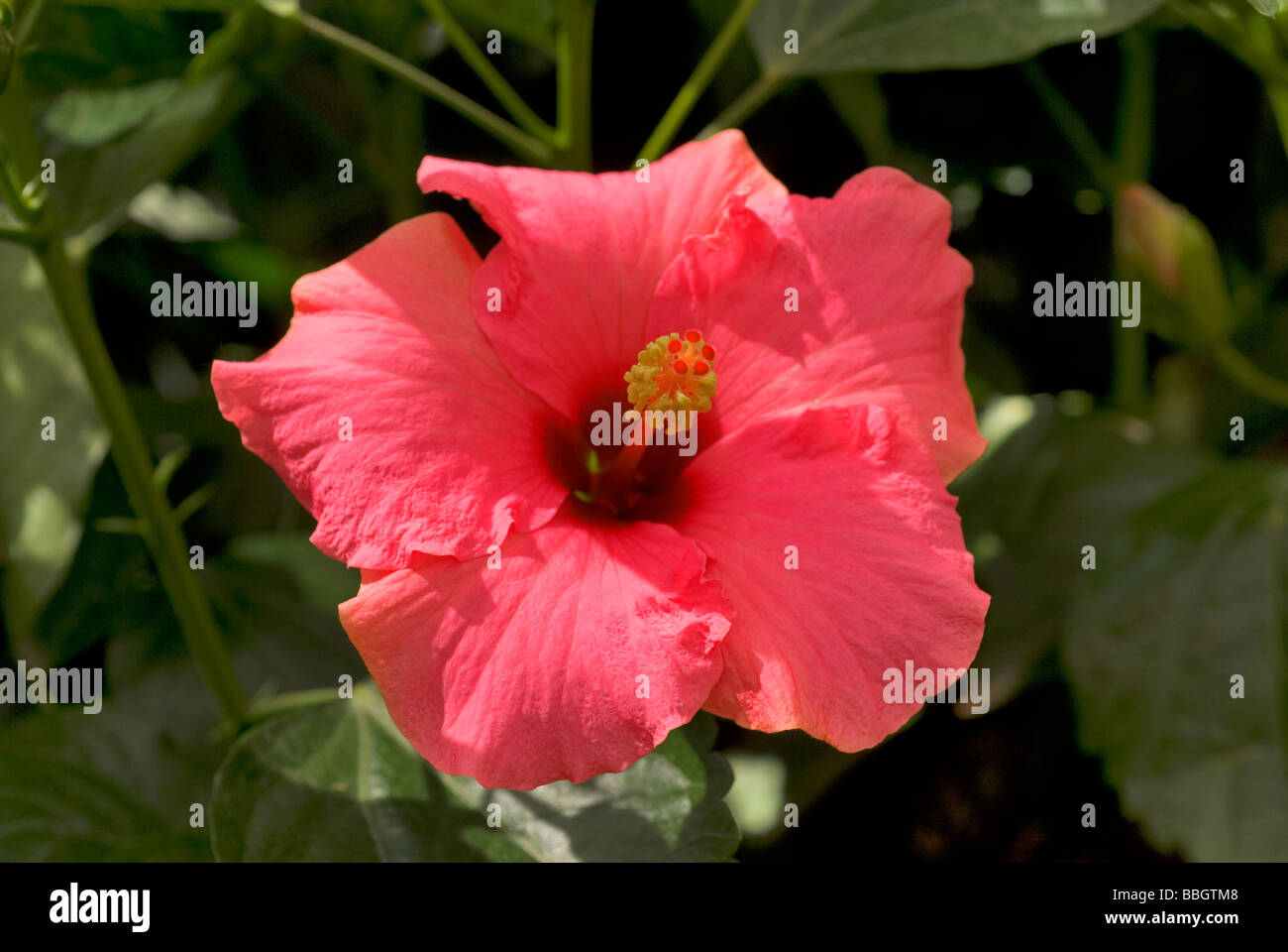 Hibiscus sp., ibisco, Malvaceae Foto Stock