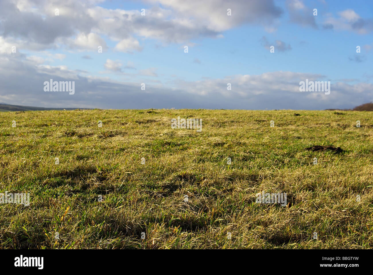 Wiese prato 27 Foto Stock