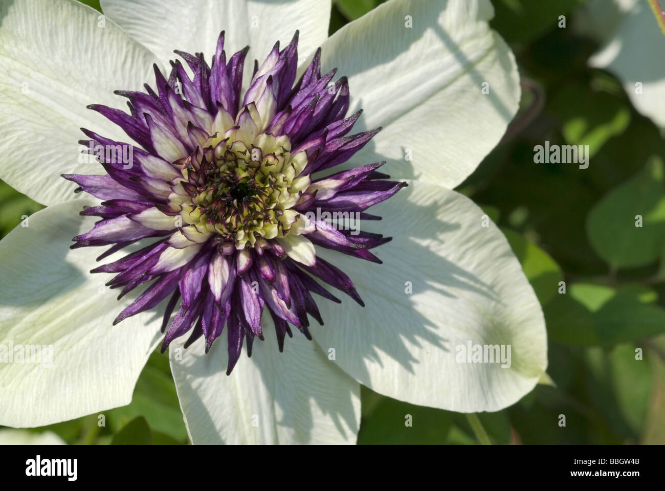 Fiori di Geraldton cera (Chamelaucium uncinatum), Myrtaceae, Australia Foto Stock