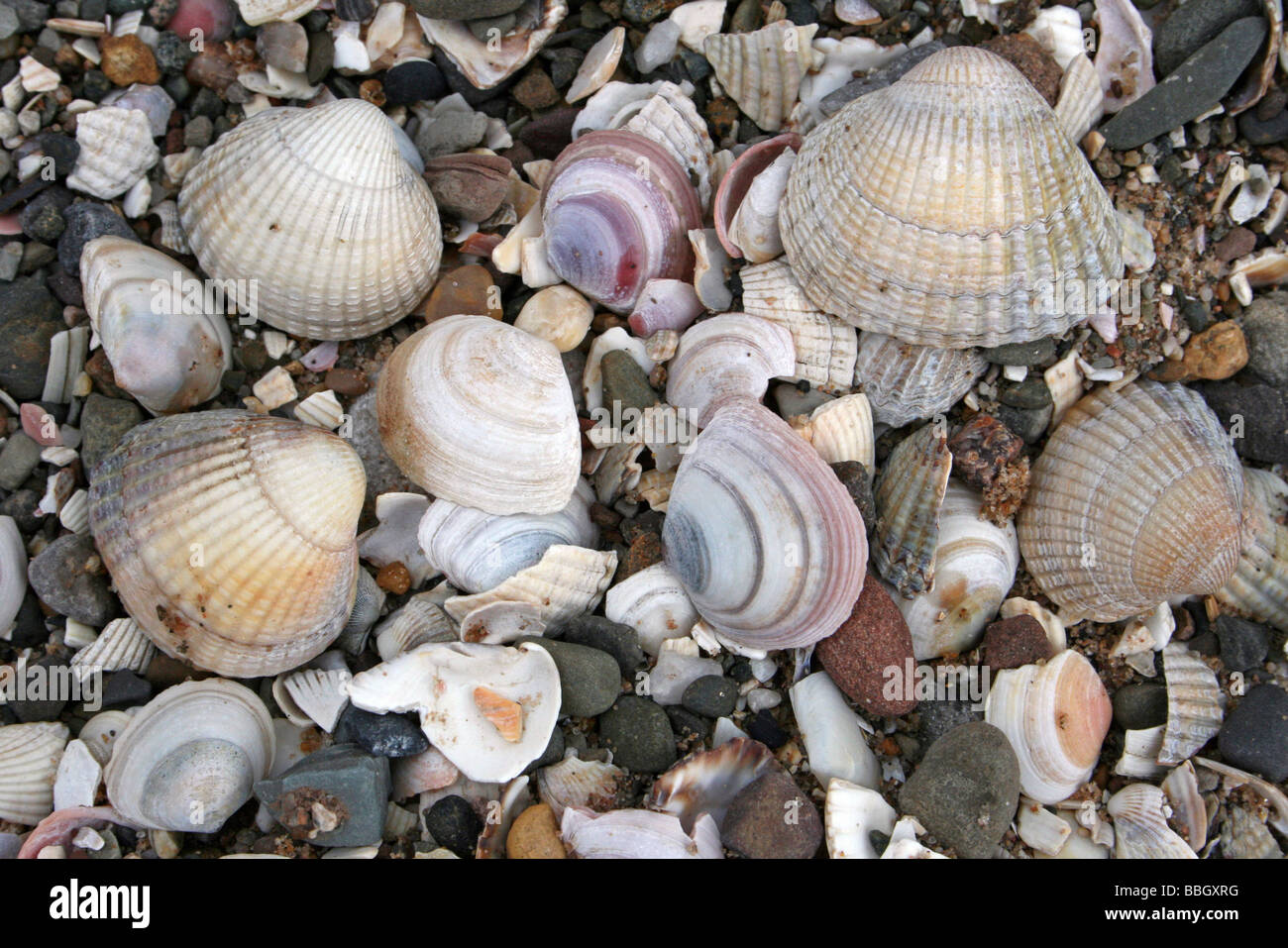 Comune di Cockle Cerastoderma edule e Baltici Tellin Macoma balthica conchiglie sulla spiaggia a Wirral Country Park, Merseyside, Regno Unito Foto Stock