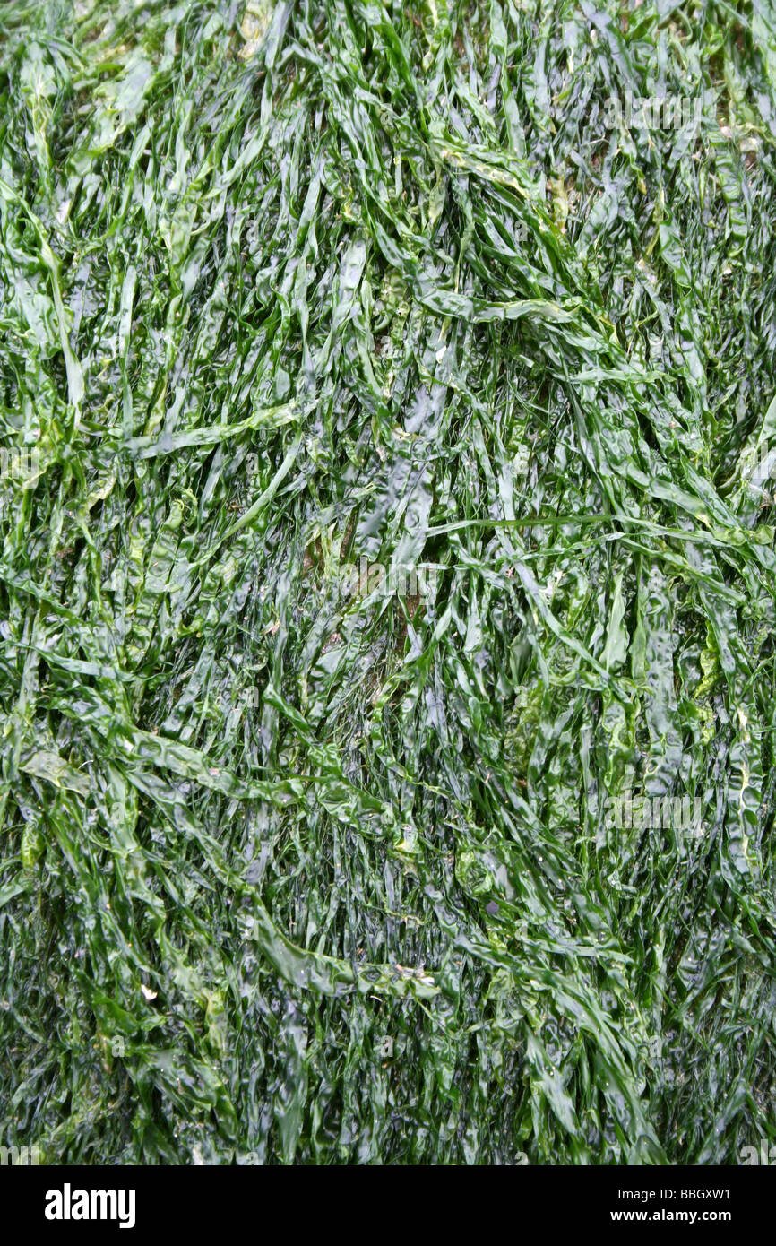 Gutweed Enteromorpha intestinalis rocce di copertura a New Brighton, Wallasey, Wirral, Merseyside, Regno Unito Foto Stock