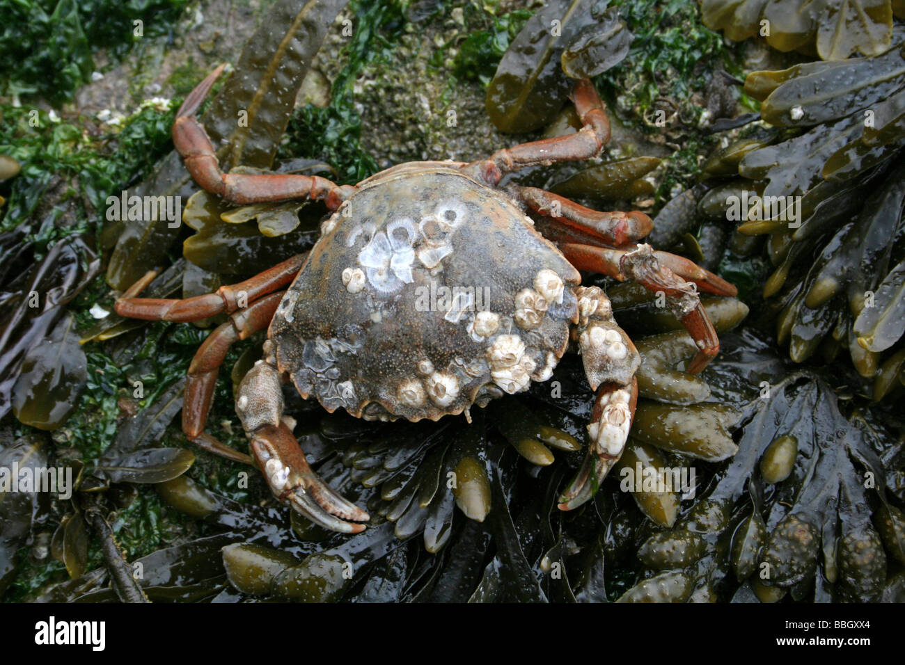 Comune di Shore Crab Carcinus maenas sulla spirale Wrack Fucus spiralis coperto roccia prelevati a New Brighton, il Wirral, Merseyside, Regno Unito Foto Stock