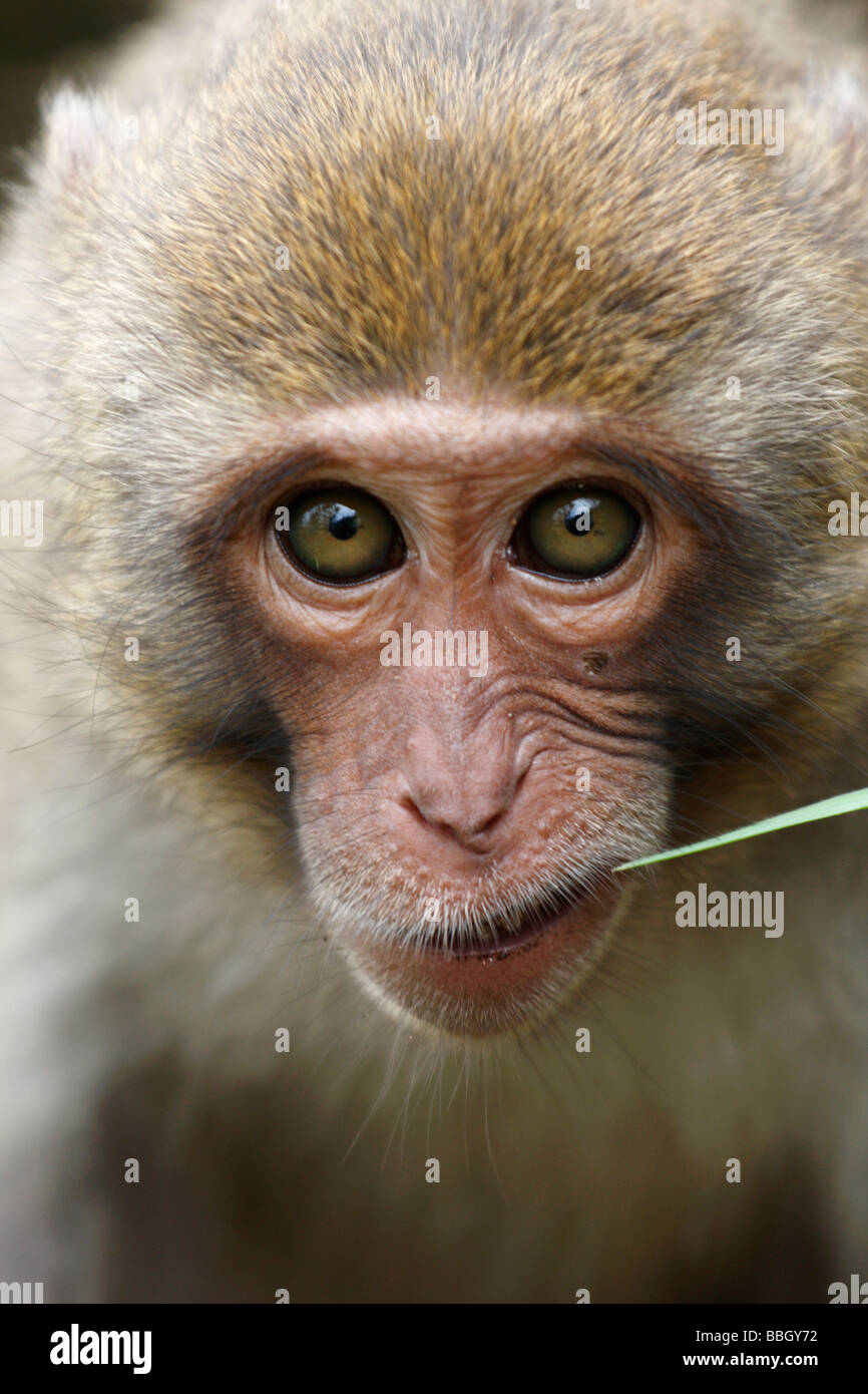 Muso di scimmia, 'macaco rhesus 'Macaca mulatta', 'close up' ritratto mangiare erba, [vista frontale], Vietnam Foto Stock