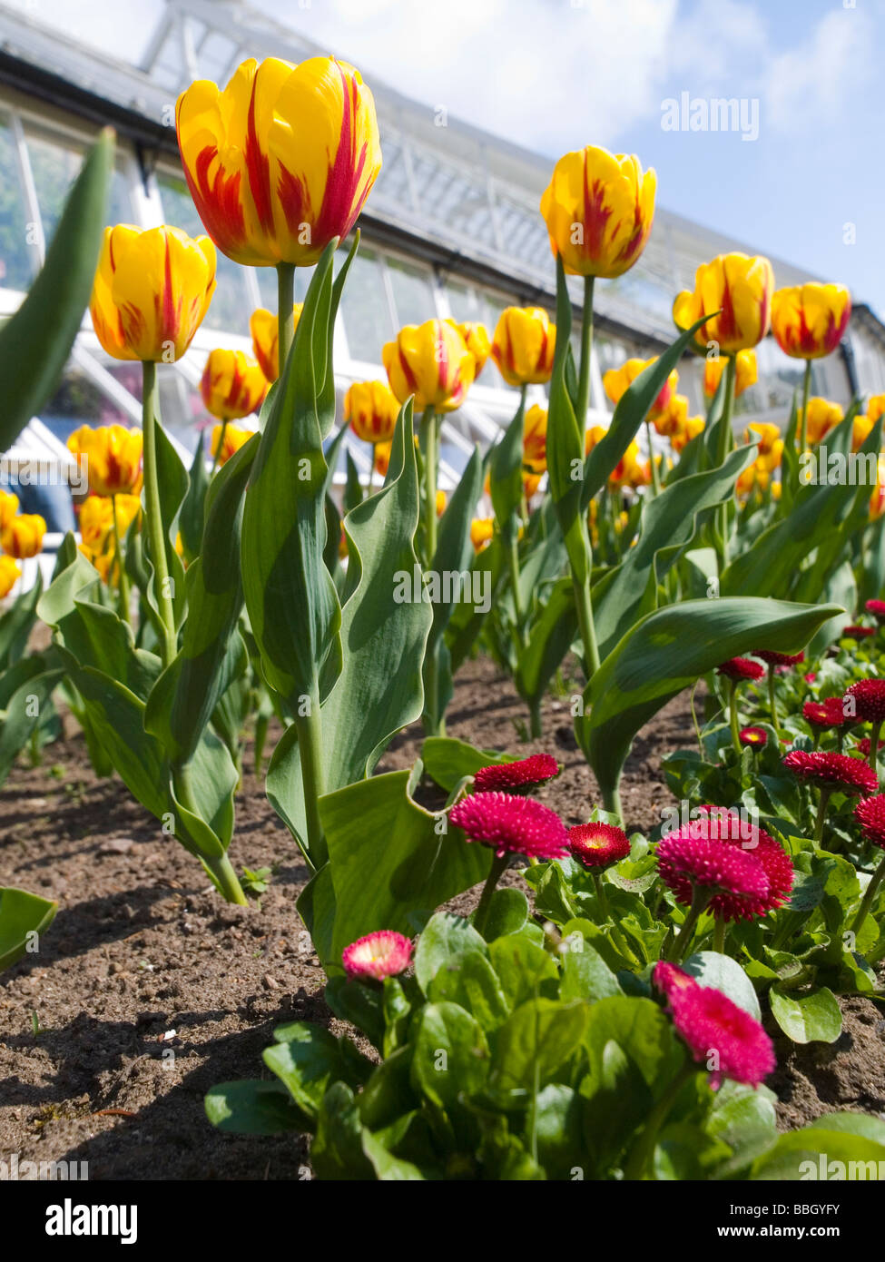 Close up rosse e tulipani gialli. Foto Stock