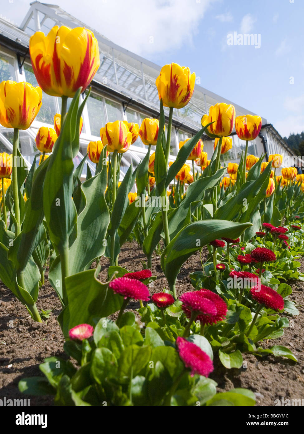 Close up rosse e tulipani gialli. Foto Stock