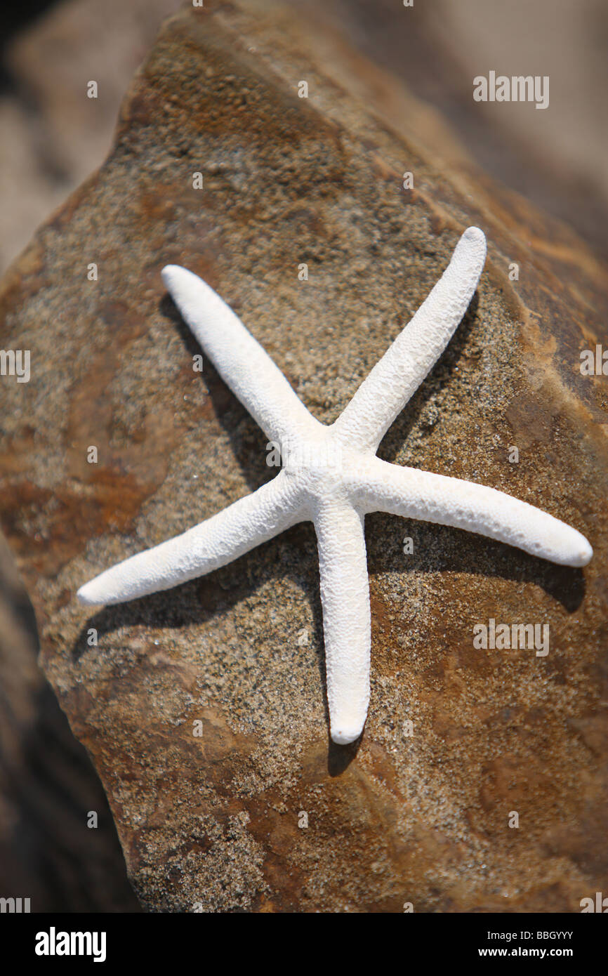 Starfish su roccia Foto Stock