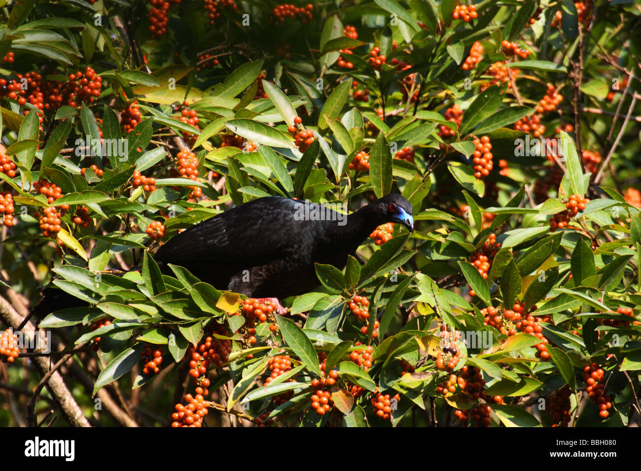 Costa Rica uccelli guan nero Foto Stock
