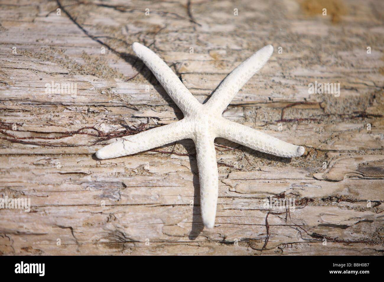 Starfish su weathered texture di legno Foto Stock