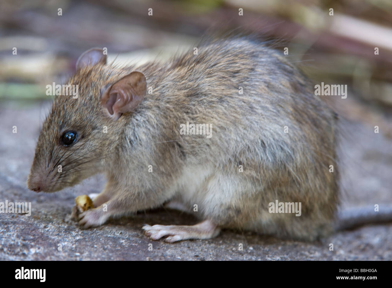 Brown Rat Rattus norvegicus specie introdotte Floreana Ecuador Galapagos Oceano Pacifico Sud America possono Foto Stock