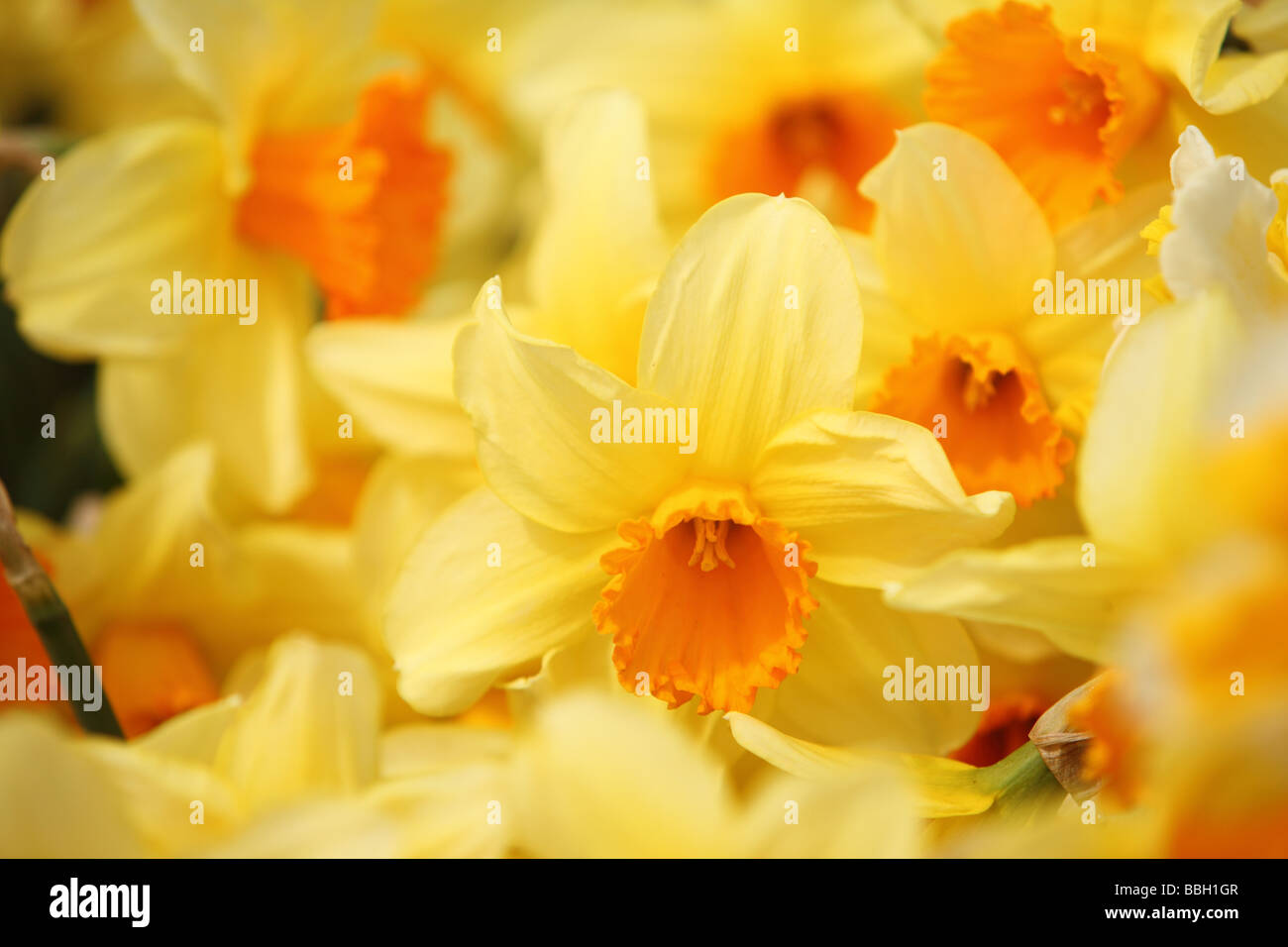 Primo piano di dettaglio Yellow Daffodils Foto Stock