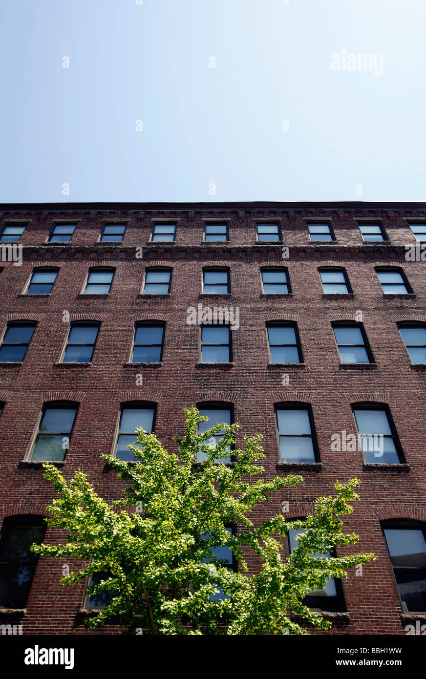 Mattone di Edificio di appartamenti, albero, South End di Boston Foto Stock