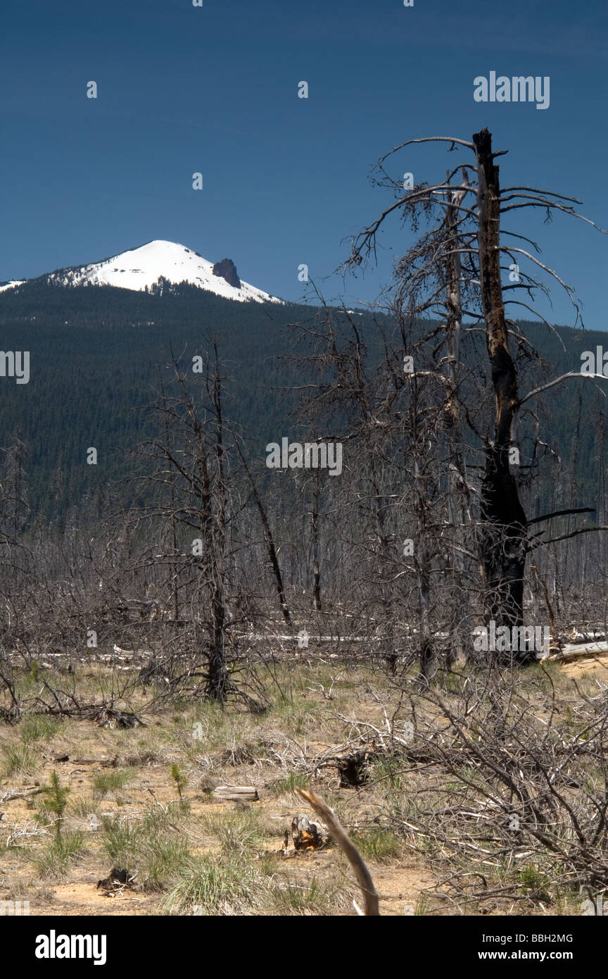 Fanciulla di picco e di alberi carbonizzati vicino Davis Lago Oregon meridionale Foto Stock
