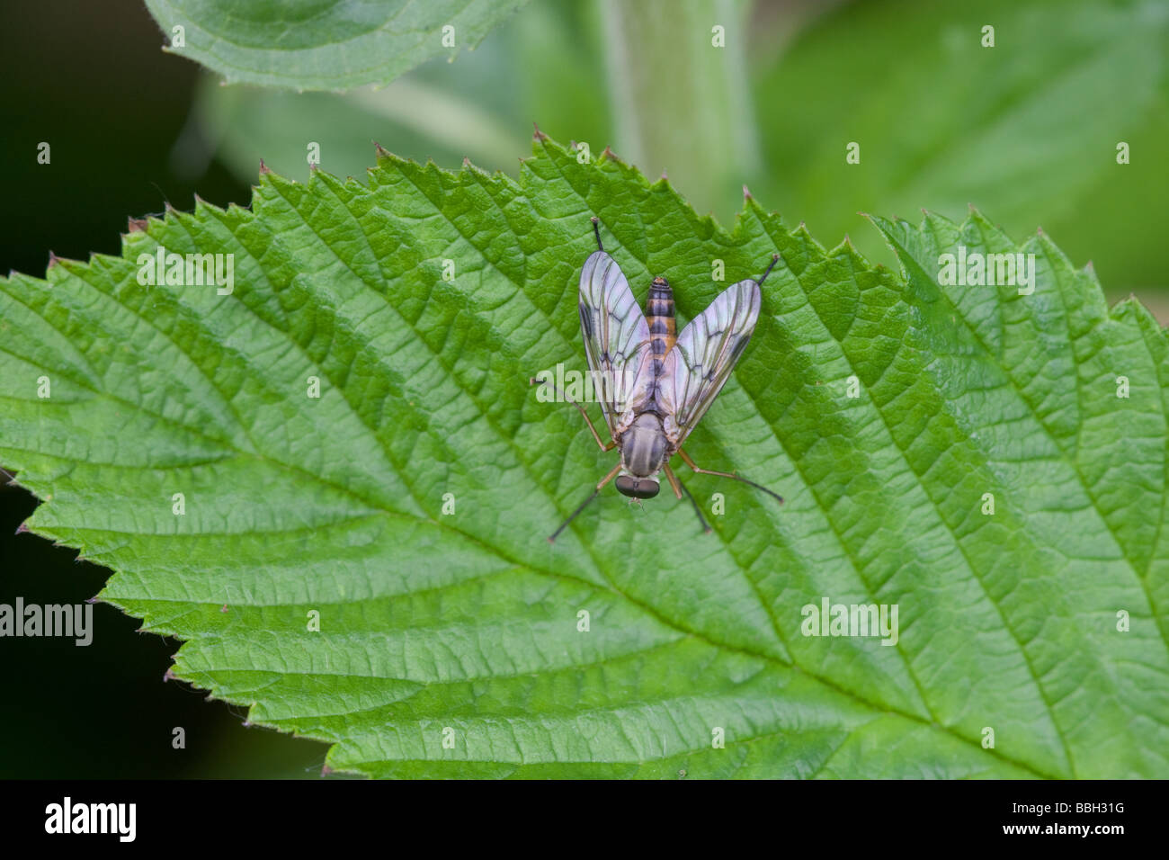 Snipe-fly Rhagio scolopacea adulto arroccato su una foglia Foto Stock