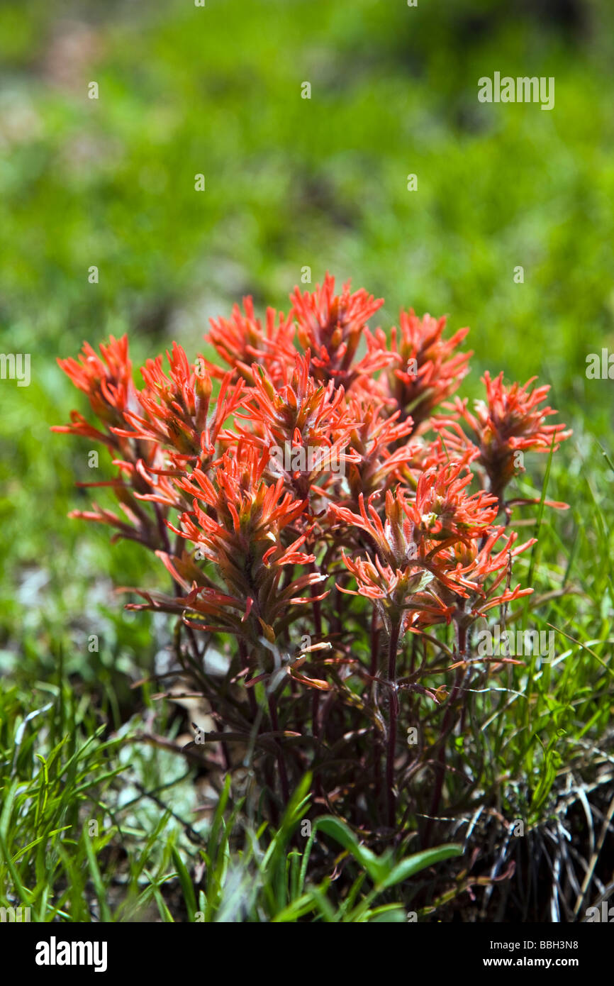 Indian Paintbrush millefiori Castilleja al Rock punto di vista si affacciano Canyon Nero del Parco nazionale del Gunnison Colorado USA Foto Stock