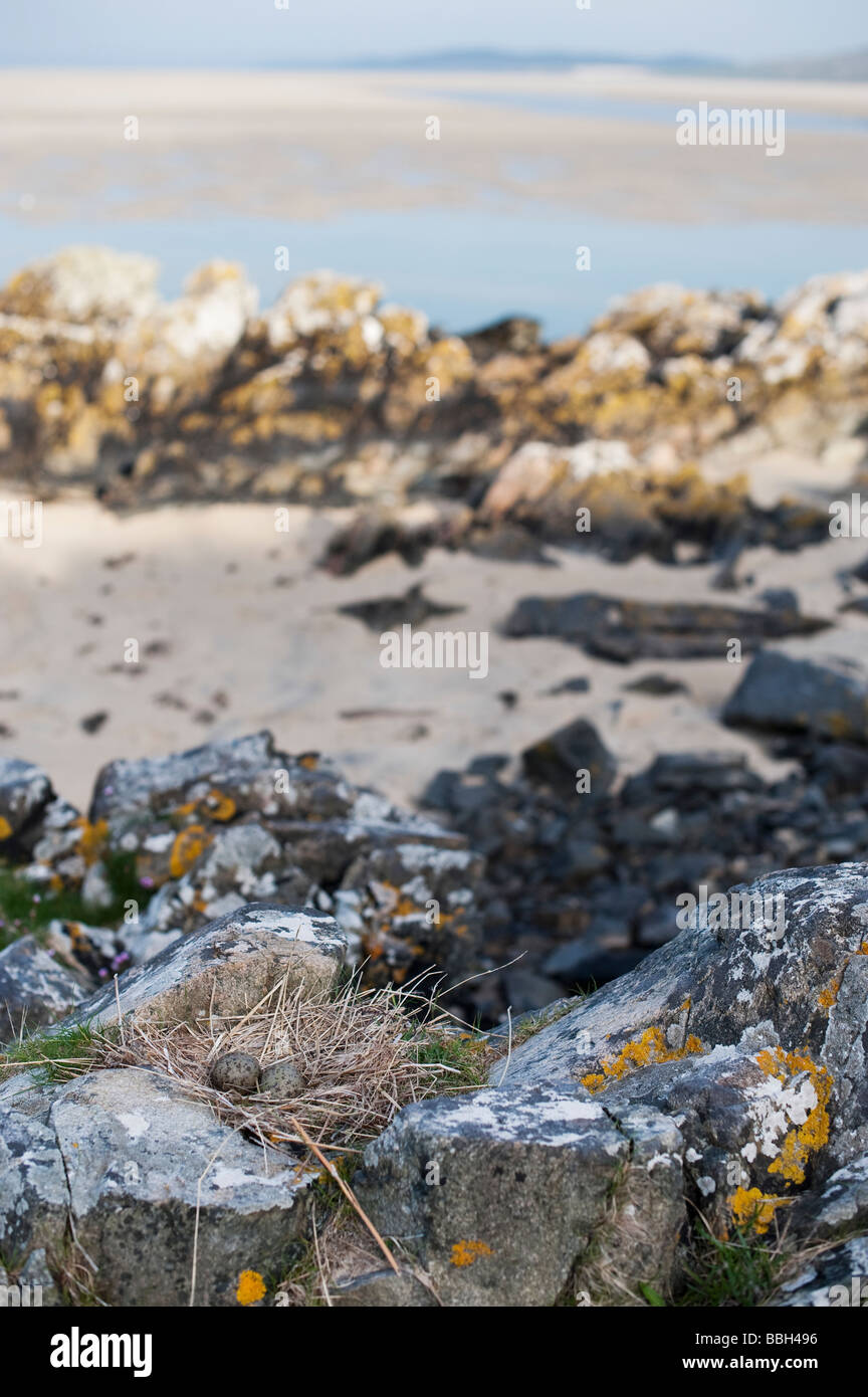 Nidificano i gabbiani con uova su una roccia a bordo di una spiaggia, Sud Harris, Ebridi Esterne Foto Stock