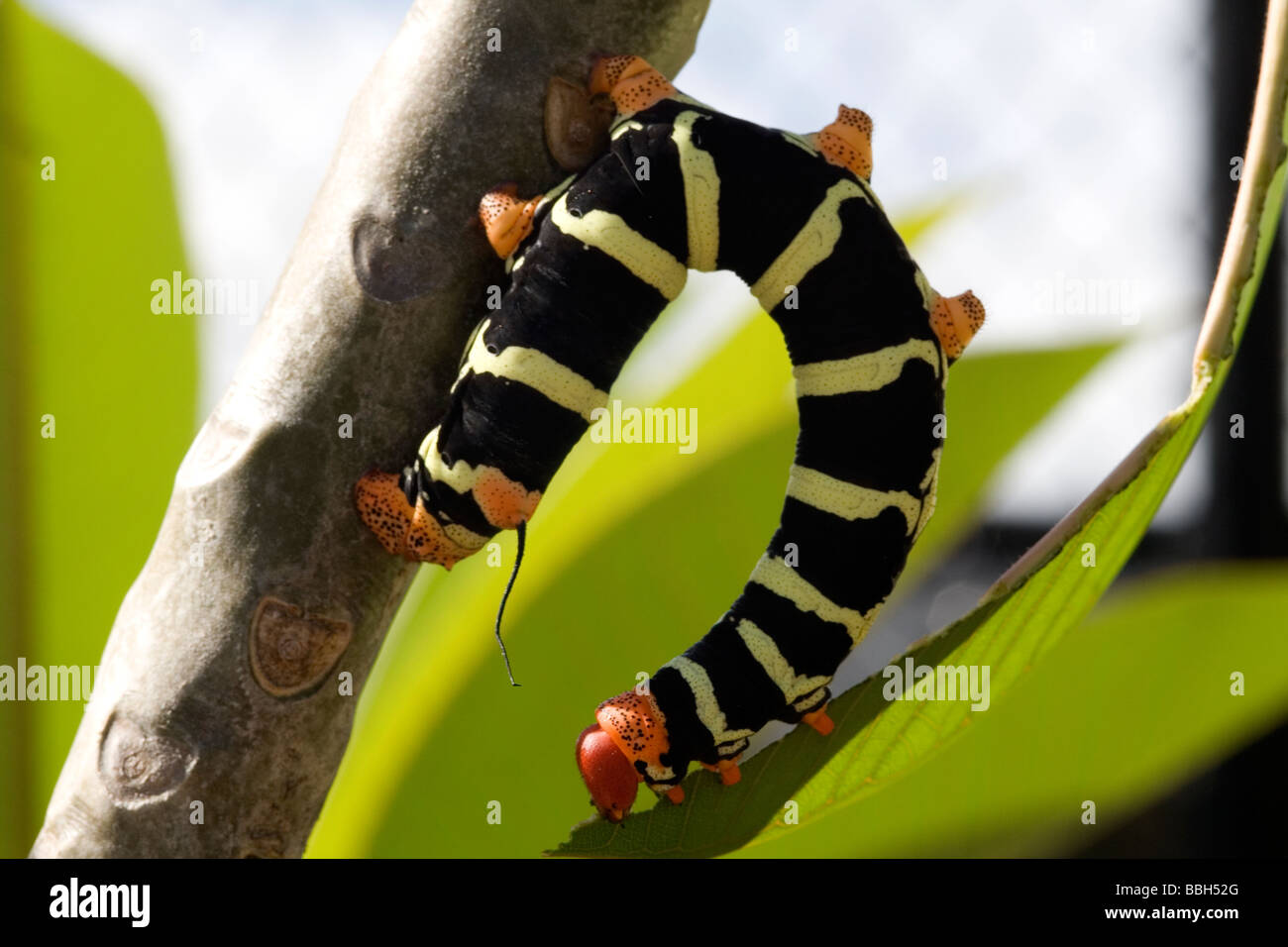 Colore luminoso Plumeria o Frangipani Caterpillar (Pseudosphinx tetrio) alimentazione su un impianto di frangipani, Grenada, dei Caraibi. Foto Stock