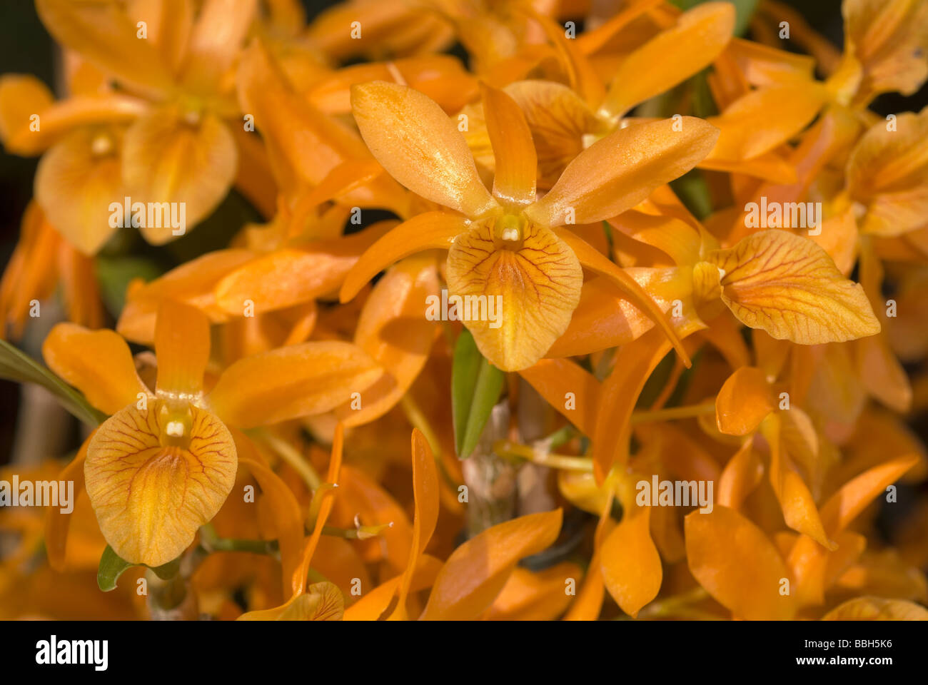 Orchid Dendrobium sp., Orchideacee Foto Stock