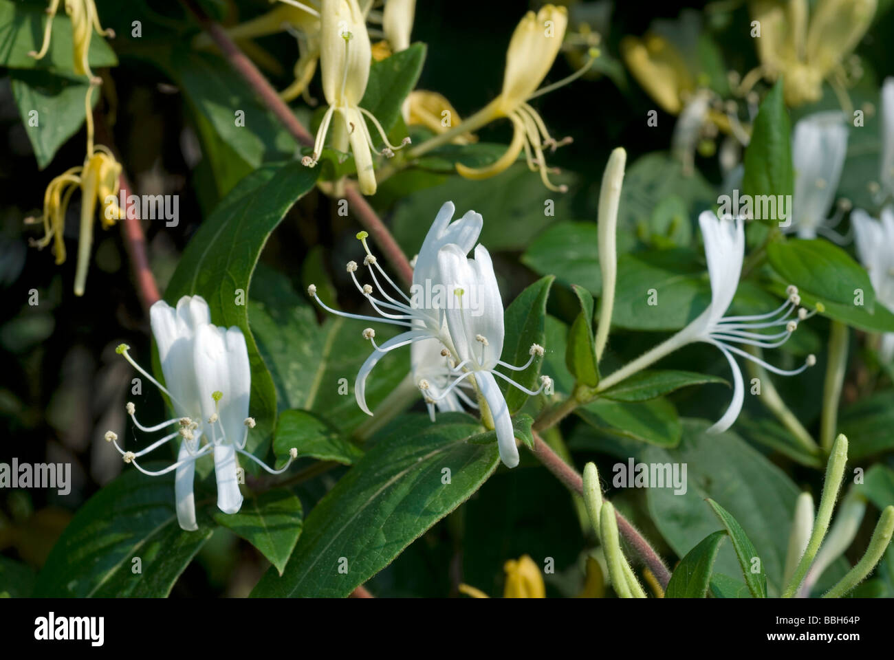 Caprifoglio giapponese Lonicera japonica, Caprifoliaceae Foto Stock