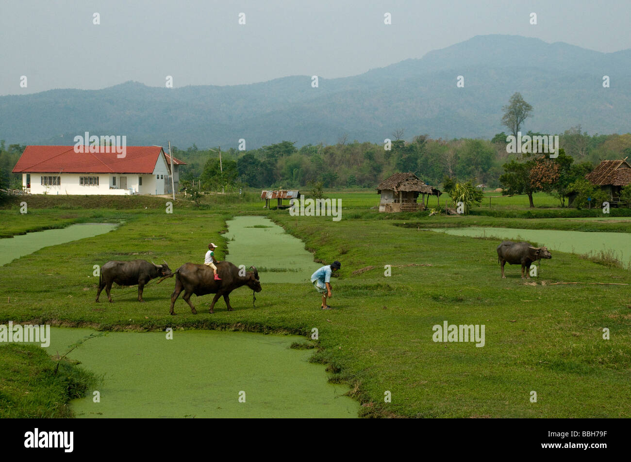 Nord di Chiang Mai riso paddy Farm, Thailandia Foto Stock