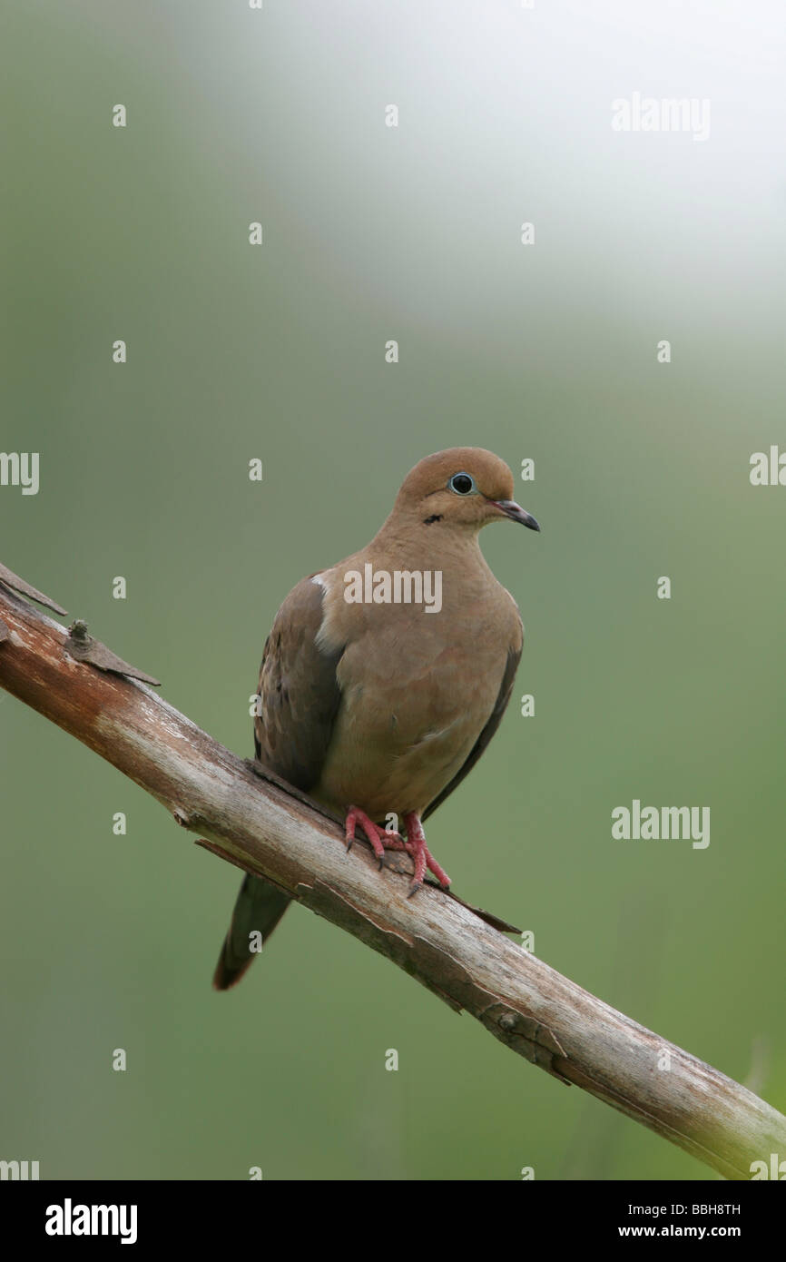 Lutto Colomba ( Zenaida macroura ) in Olandese Gap area di conservazione , Virginia Foto Stock