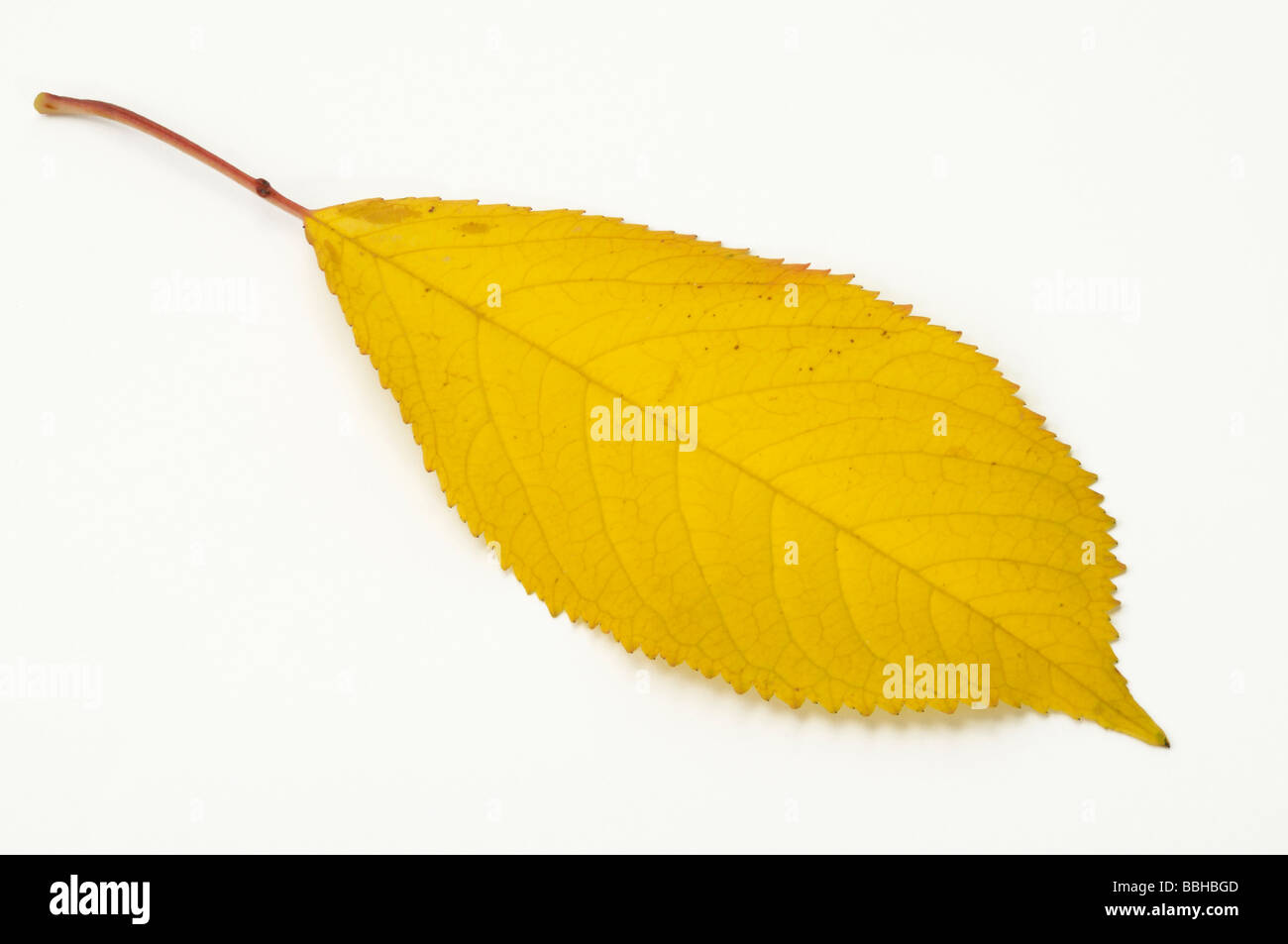 Fisarmonica Gean, Mazzard, ciliegio selvatico, ciliegio dolce (Prunus avium), Autumn Leaf, studio immagine Foto Stock