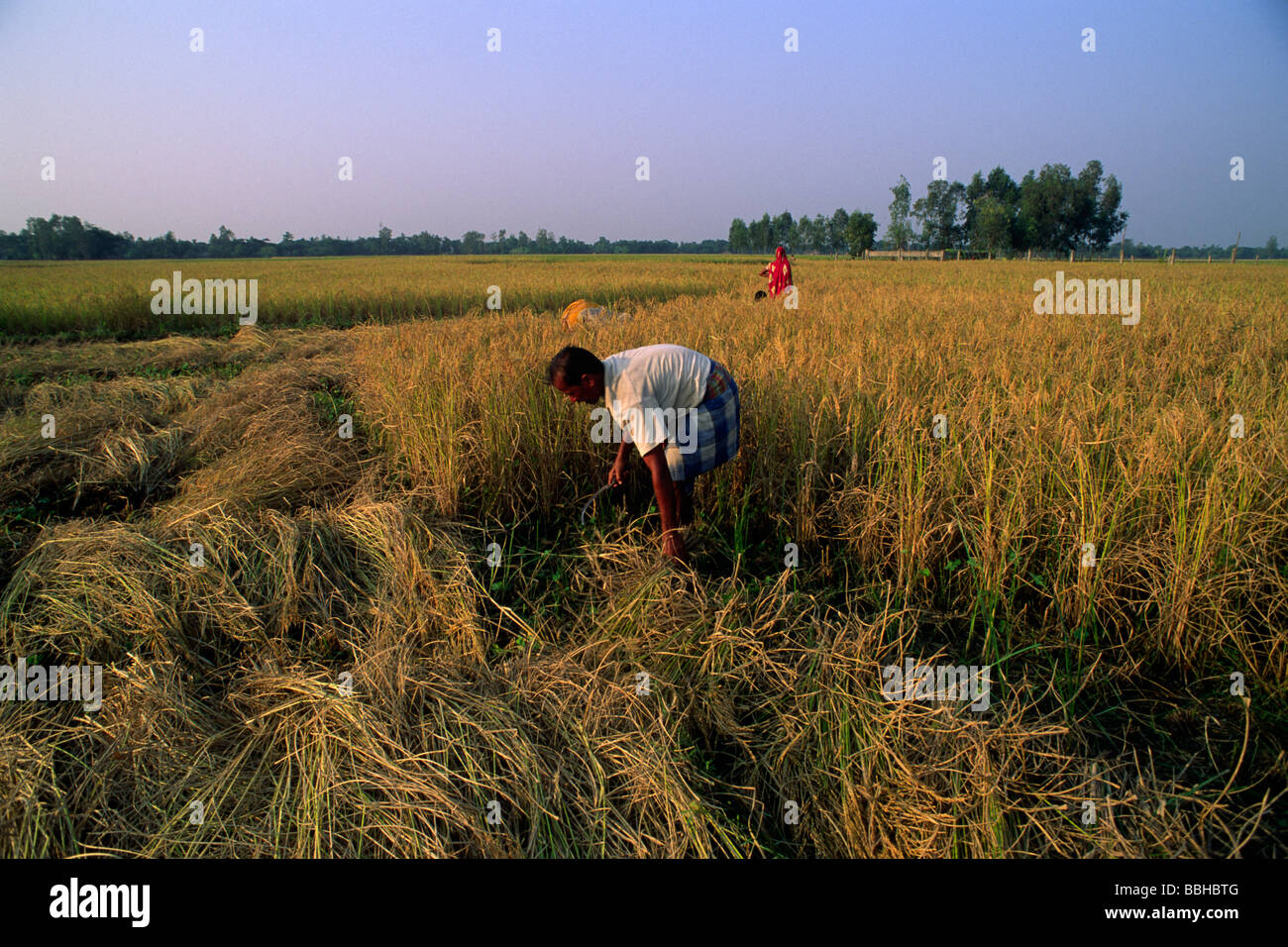 India, Bengala Occidentale, Sunderbans, raccolta di riso Foto Stock