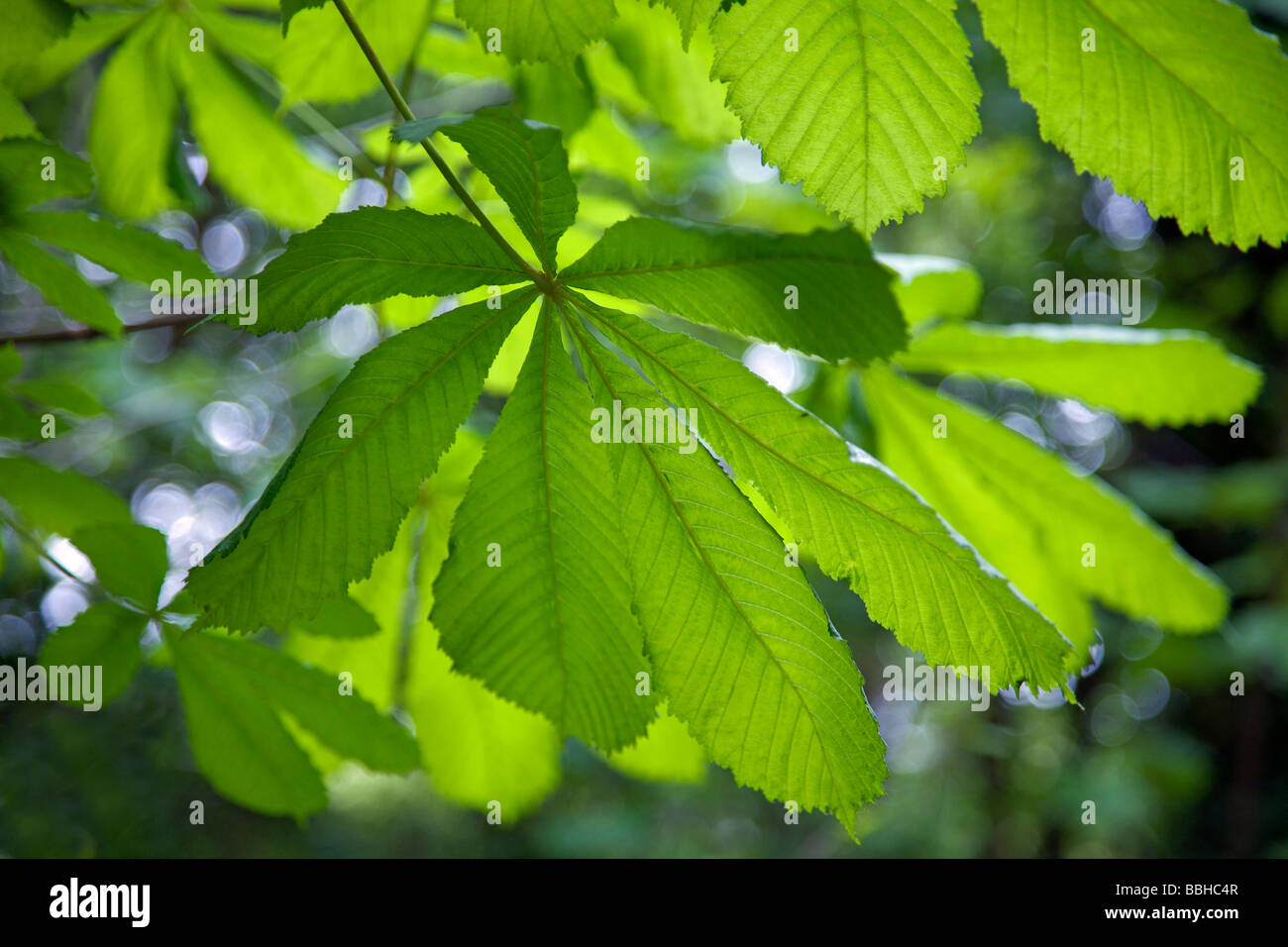 Ippocastano foglie in primavera Foto Stock