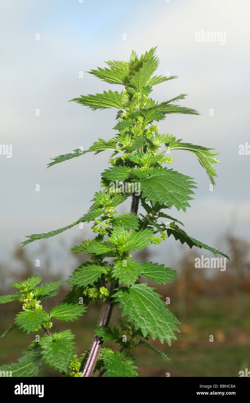 Annuale di ortica, Dwarf ortica o piccoli ortica (Urtica urens), la fioritura delle piante Foto Stock