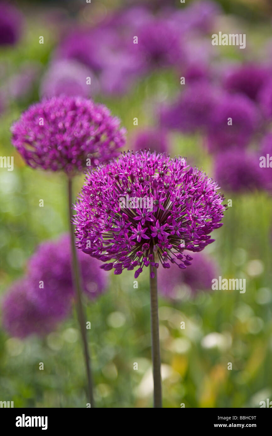 Viola vibrante Alliums Foto Stock