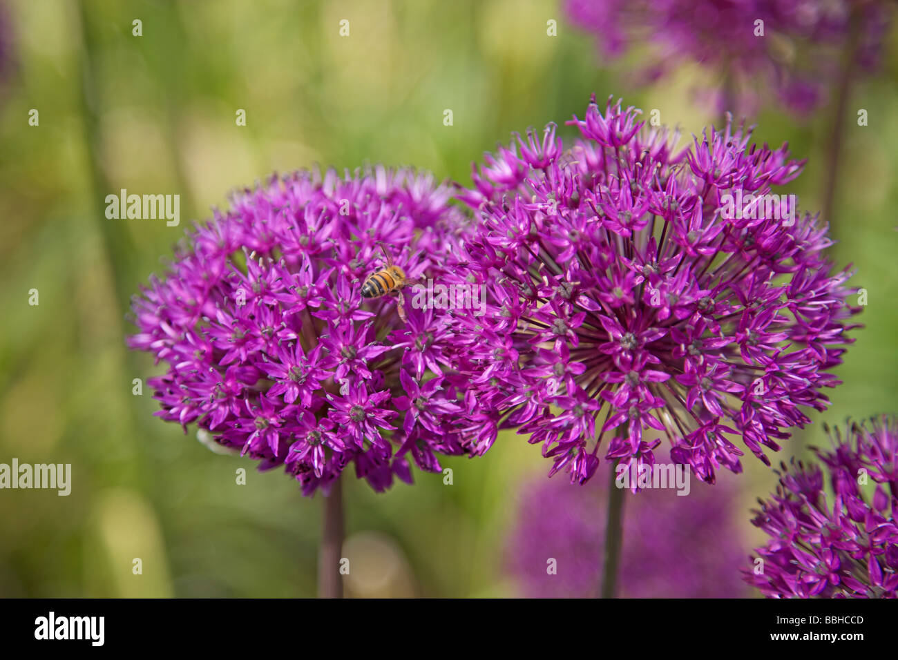 Viola vibrante Alliums Foto Stock