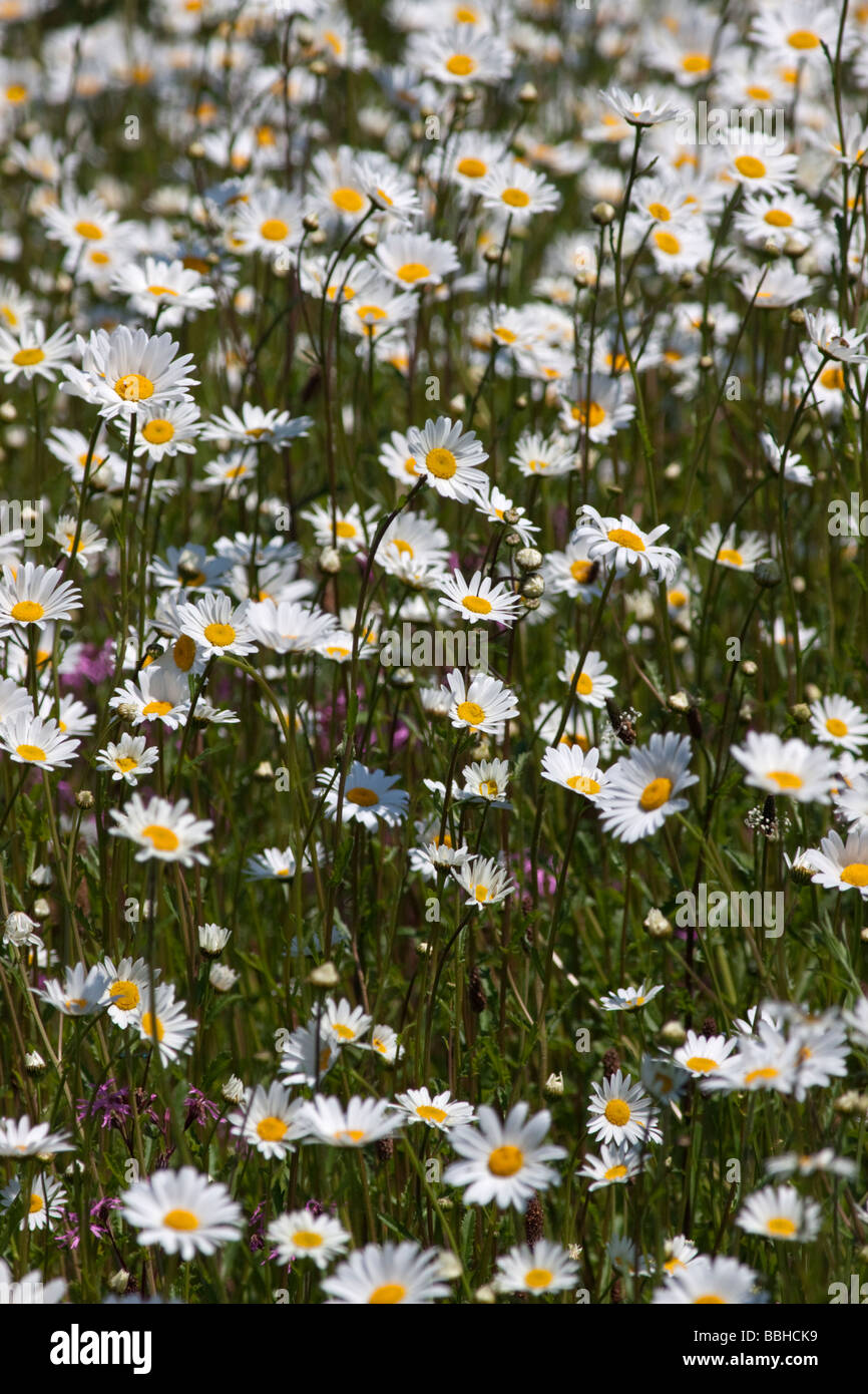 Inglese I Fiori Di Camomilla Anthemis Nobilis Foto Stock Alamy