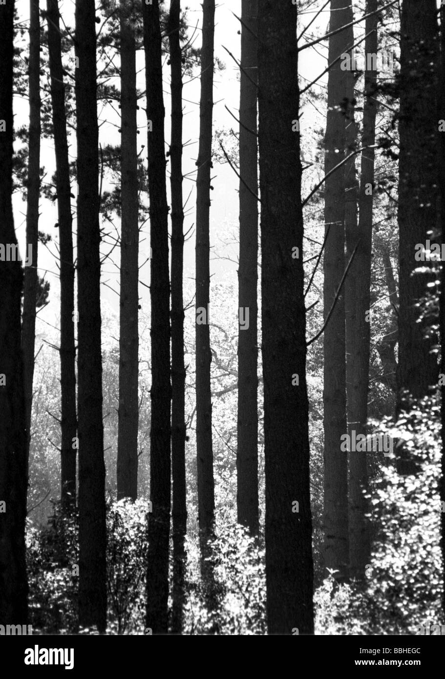 Cape Town 1997 pini foreste plantation piantagioni vegetazione aliena contrasti tranquilla pace albero di contrasto della silvicoltura Foto Stock