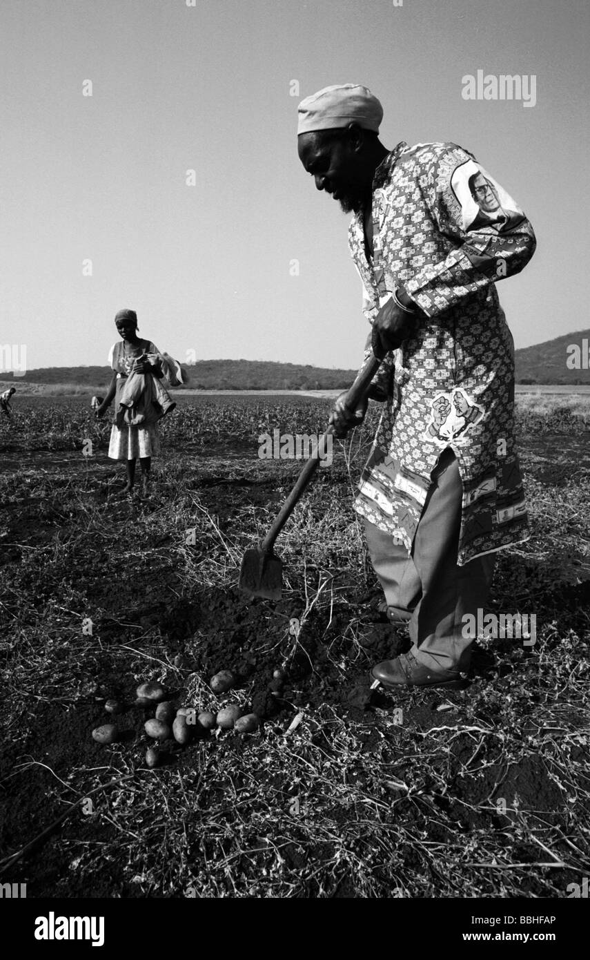 Un agricoltore di reinsediamento chi non desidera essere chiamato mette mano a lavorare nei suoi campi egli è uno dei ZimbabweÕs più successo Foto Stock