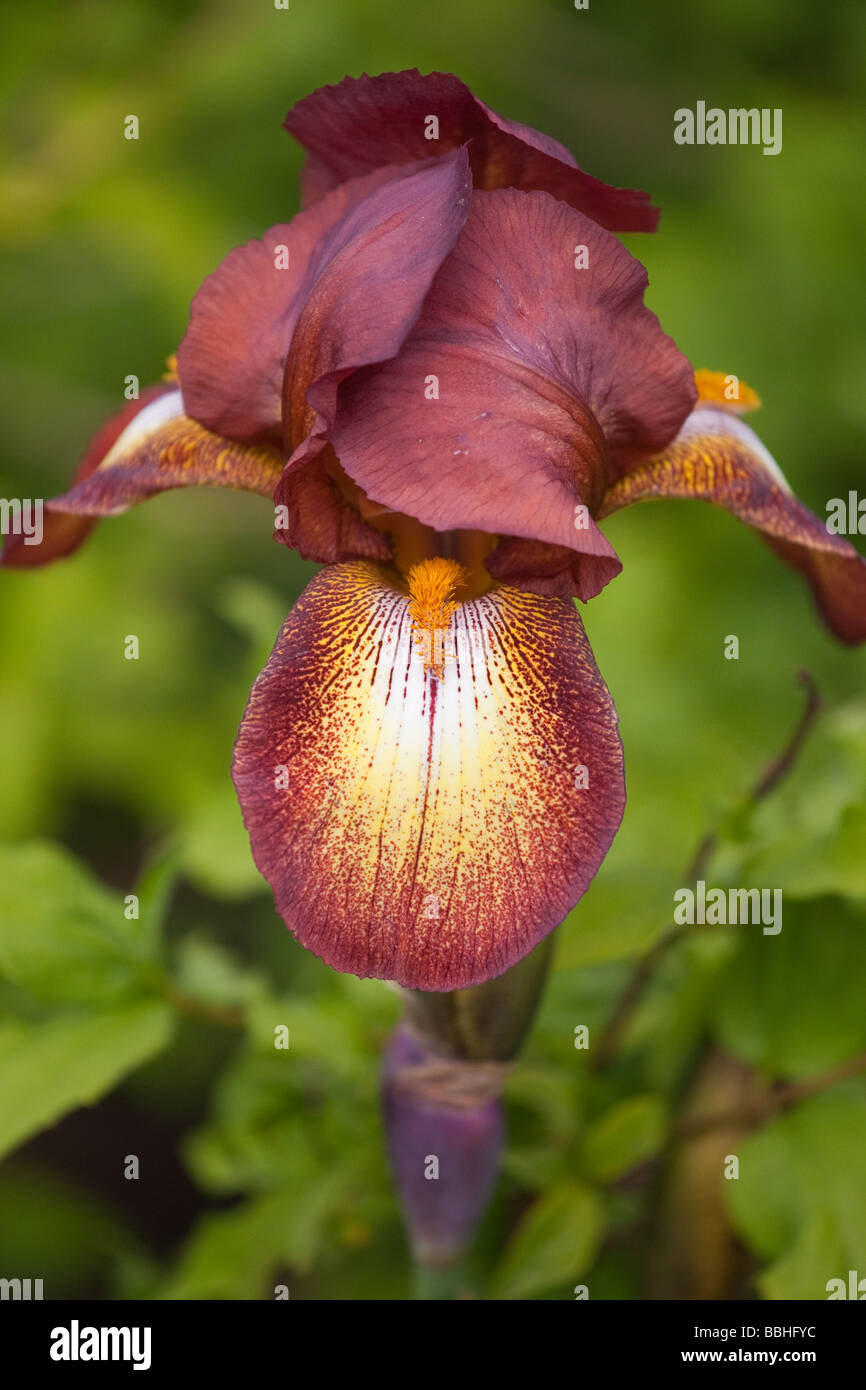 Iris barbuto dettaglio Foto Stock